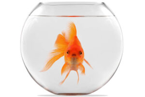 Does Your Website Pass The ‘GOLDFISH’ Test?